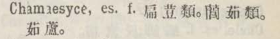 c099-64_chamaesyce scanned image