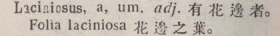 l364-34_laciniosus scanned image